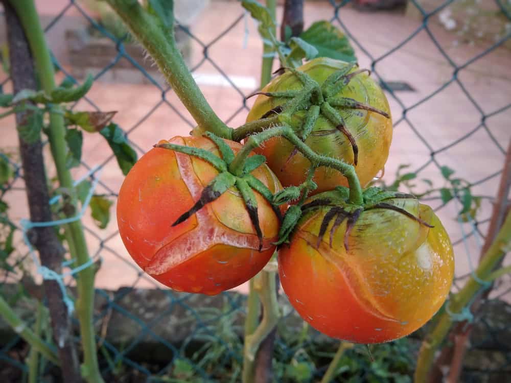 Arrosage des plants de tomates &#8211; comment, à quelle fréquence et combien