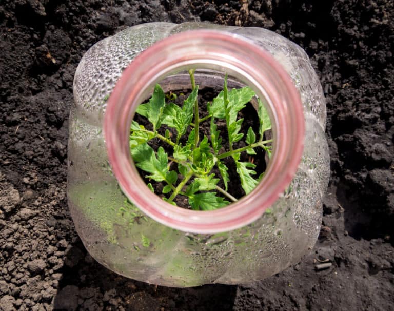 3 Signs of Frost Damage in Young Tomato Plants Tomato Bible