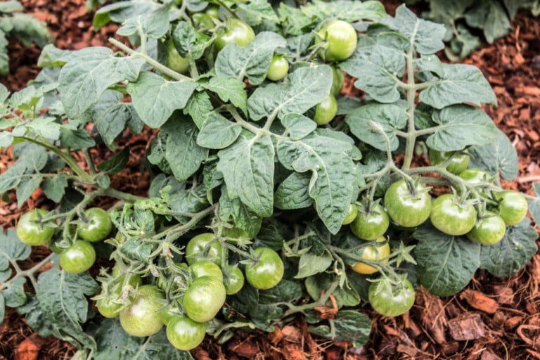 5 Best Mulches for Tomato Plants + How & When To Mulch Tomato Bible