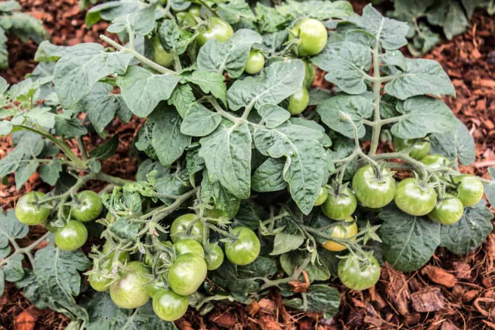 Image of Wood chips mulch around tomato plants