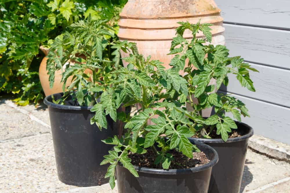 9 Secrets For Growing Tomatoes In Pots