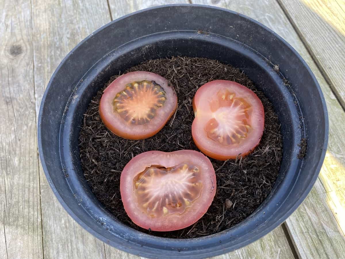 How to Distinguish Between Viable and Non-Viable Tomato Seeds for Successful Planting.