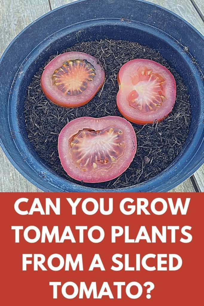 Pouvez-vous faire pousser des plants de tomates à partir d&rsquo;une tomate en tranches?
