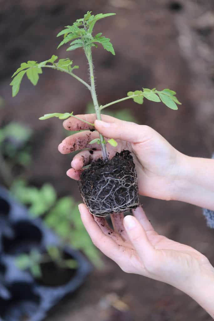 8 étapes pour transplanter des plants de tomates dans le bon sens