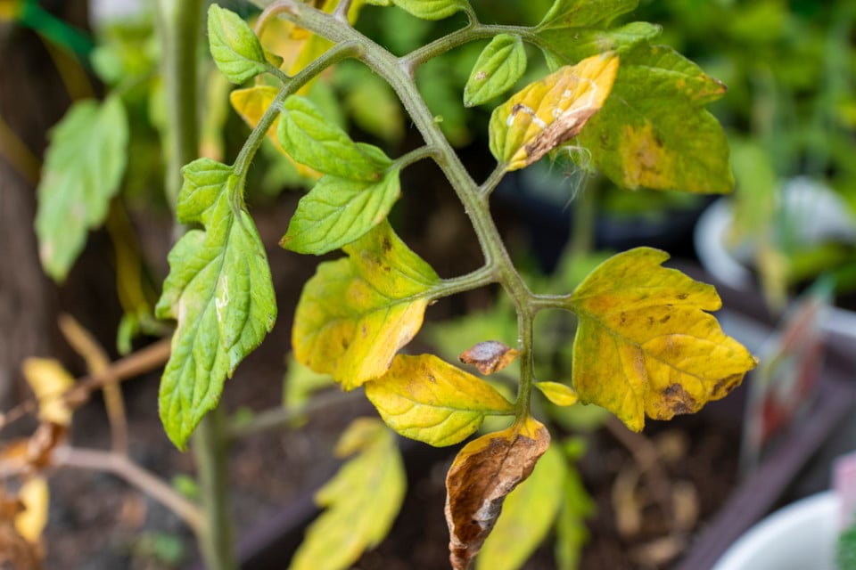 7 Reasons Your Tomato Leaves Are Turning Yellow How To Fix It 7-reasons-your-tomato-leaves-are-turning-yellow-how-to-fix-it