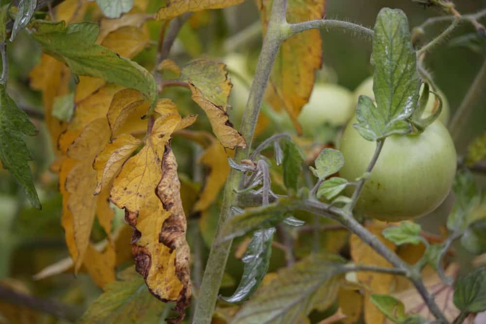 7 raisons pour lesquelles vos feuilles de tomates jaunissent et comment y remédier