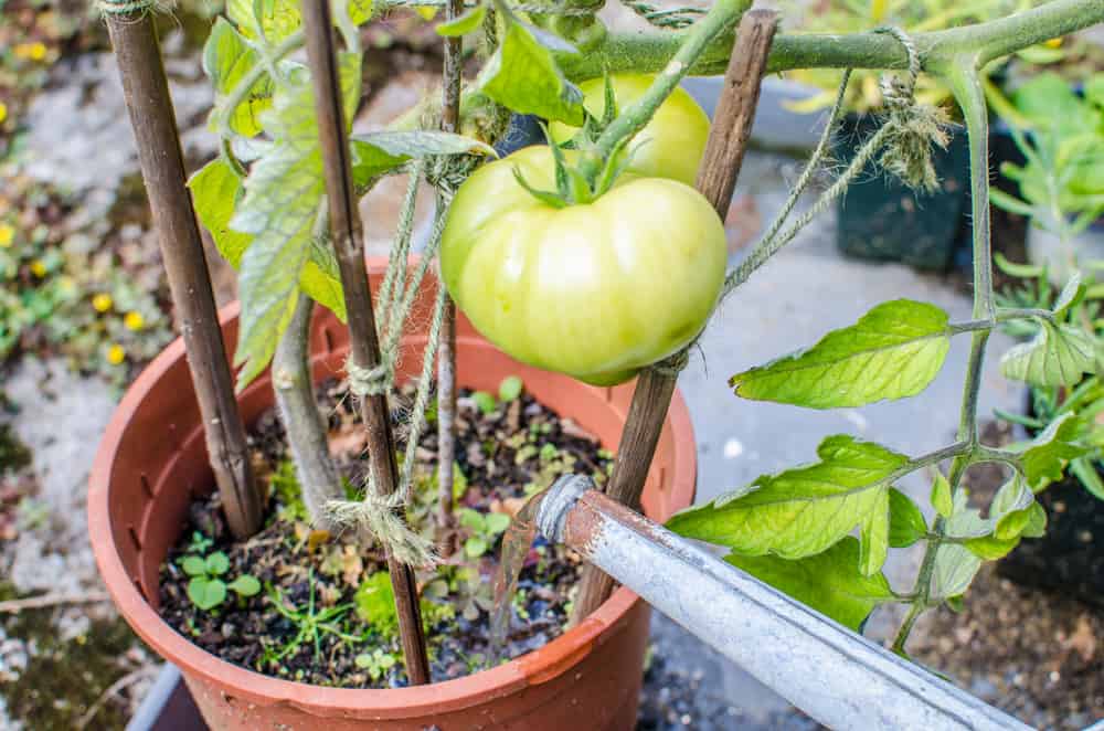 9 secrets pour faire pousser des tomates en pots