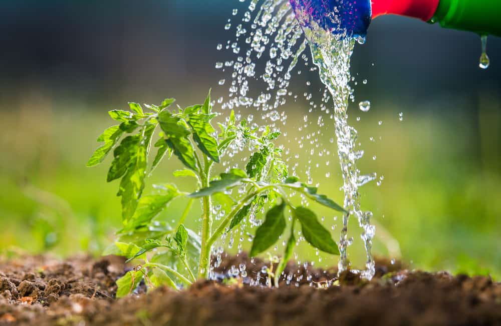 Watering Tomato Plants - How To, How Often & How Much