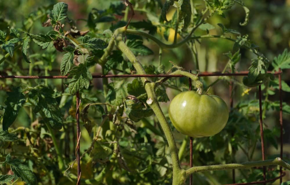 Tuteurer ou mettre en cage des plants de tomates &#8211; Quel est le meilleur?