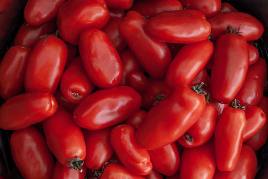 10 variétés de tomates à haut rendement pour d&rsquo;énormes récoltes