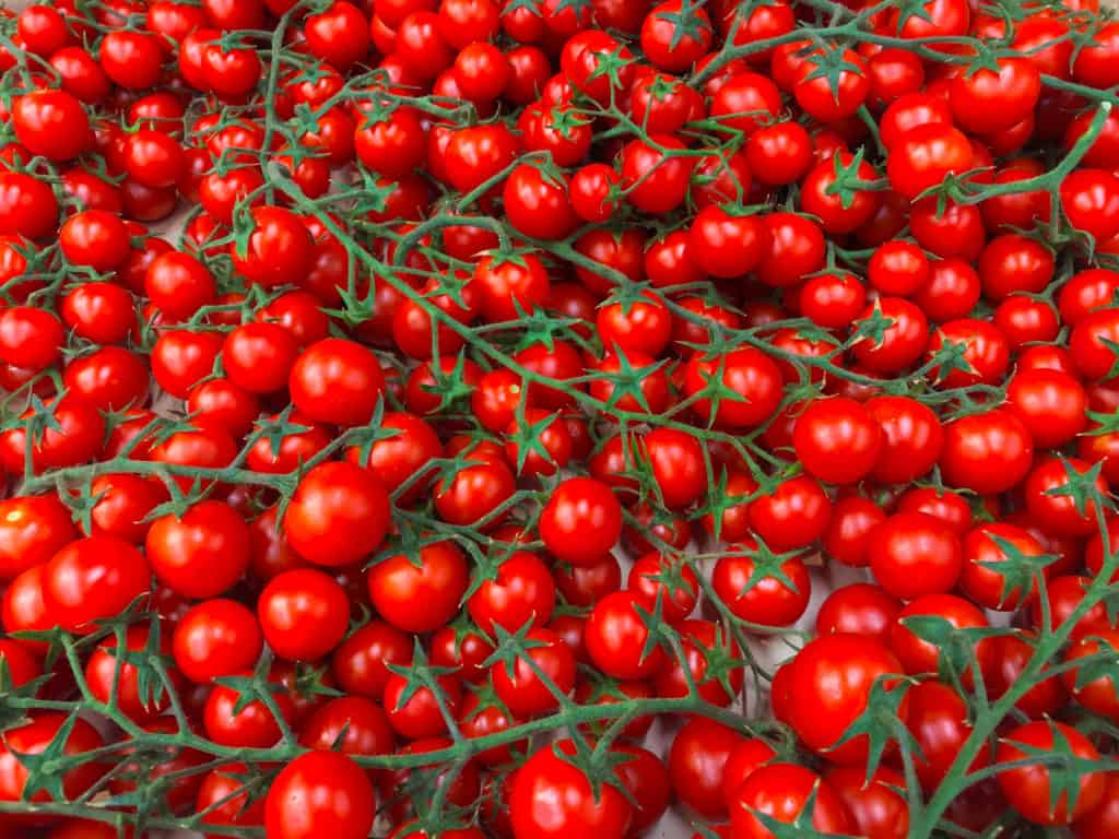 10 variétés de tomates à haut rendement pour d&rsquo;énormes récoltes