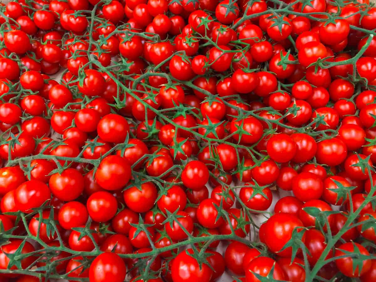 10 High Yielding Tomato Varieties For Huge Harvests Tomato Bible