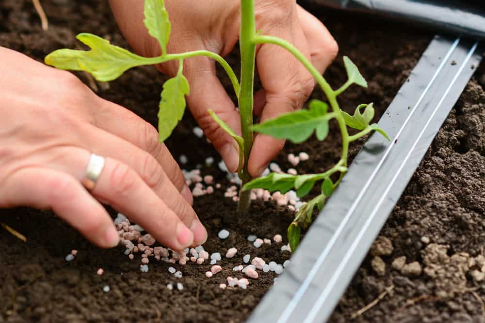 Comment fertiliser les plants de tomates pour votre meilleure récolte de tous les temps