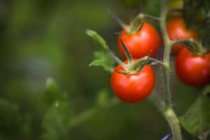4 Reasons Your Tomatoes Aren't Ripening & What To Do About It - Tomato