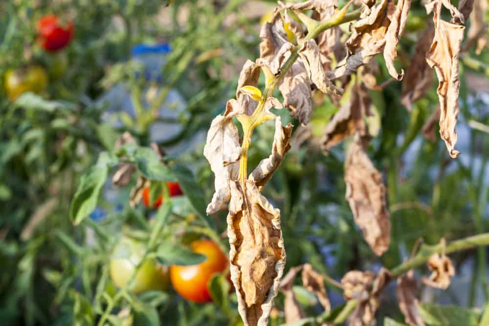 Pourquoi mes feuilles de tomate se recourbent-elles ?  7 causes et comment les résoudre