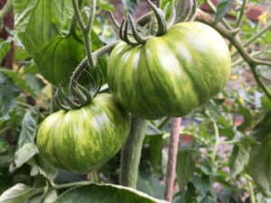 4 Reasons Your Tomatoes Aren't Ripening & What To Do About It - Tomato