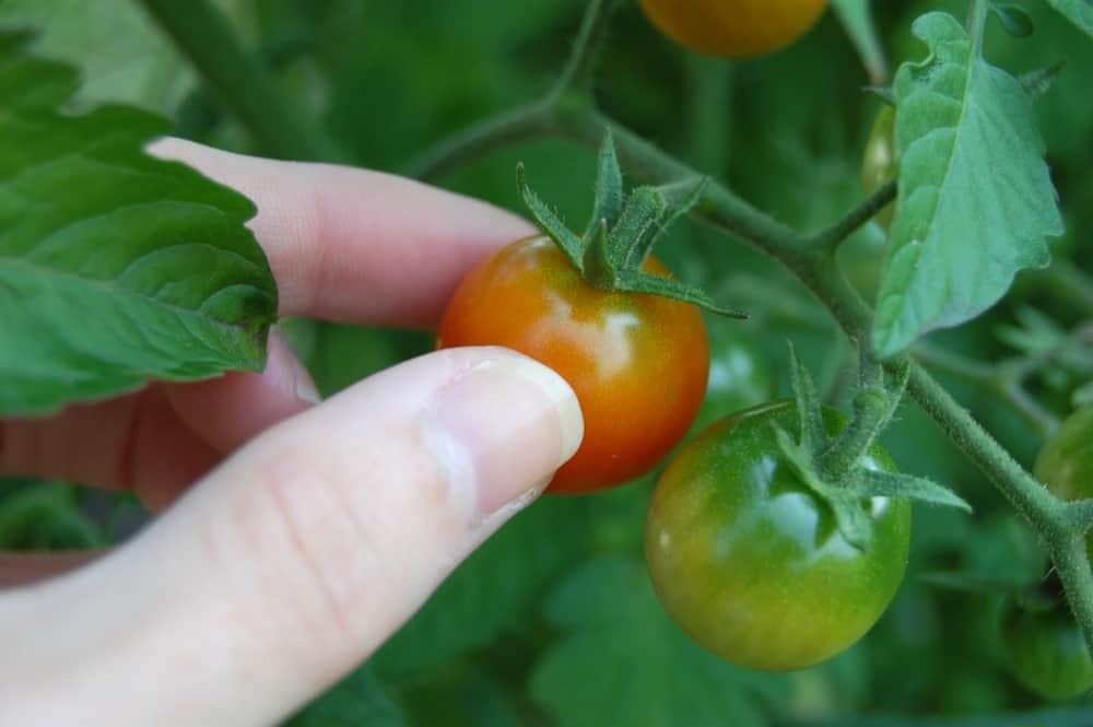 4 raisons pour lesquelles vos tomates ne mûrissent pas et que faire à ce sujet