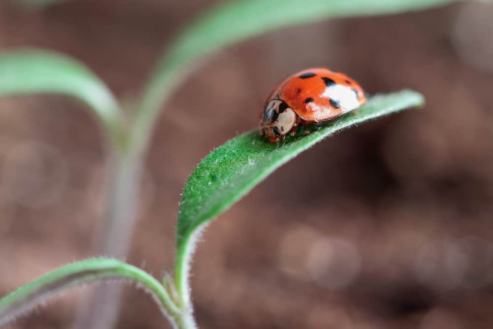 8 insectes que vous voulez voir sur vos plants de tomates