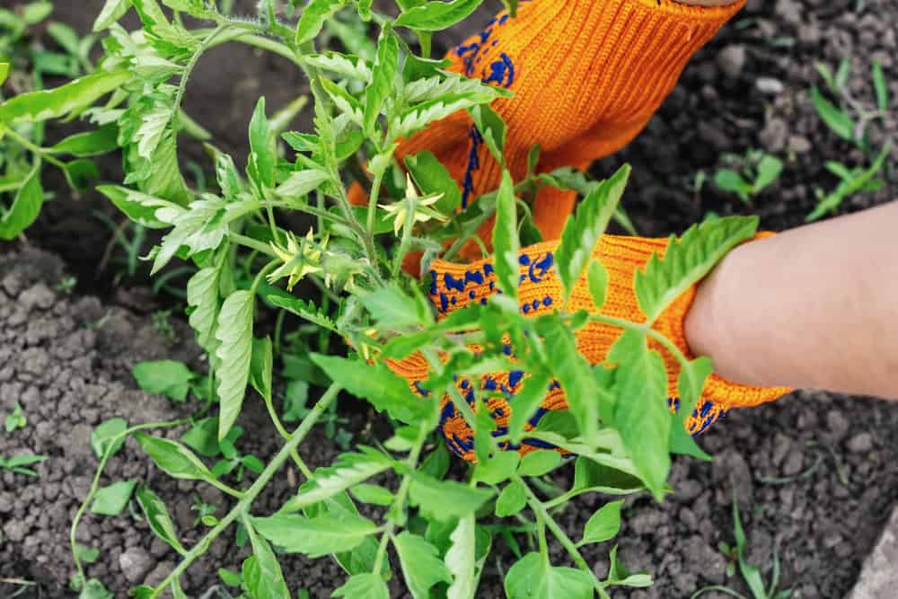 Plantez des tomates en profondeur ou sur le côté &#8211; Le secret de votre meilleure récolte