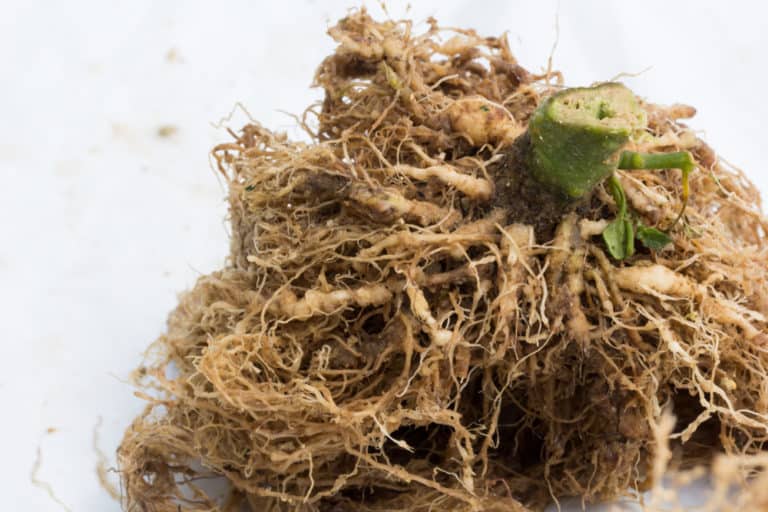 10 parasites de la tomate qui détruiront vos plants de tomates • BEDE ASSO — free download