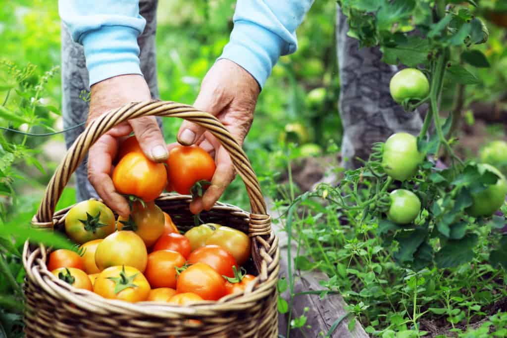 7 secrets pour obtenir plus de tomates de chaque plante
