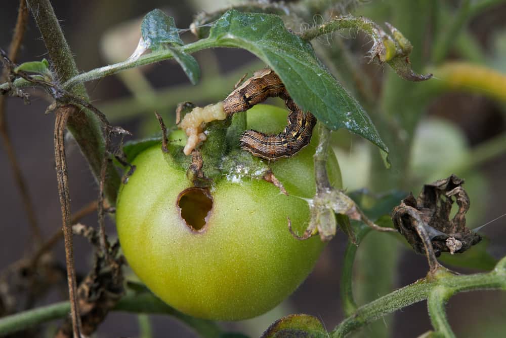 10 parasites de la tomate qui détruiront vos plants de tomates