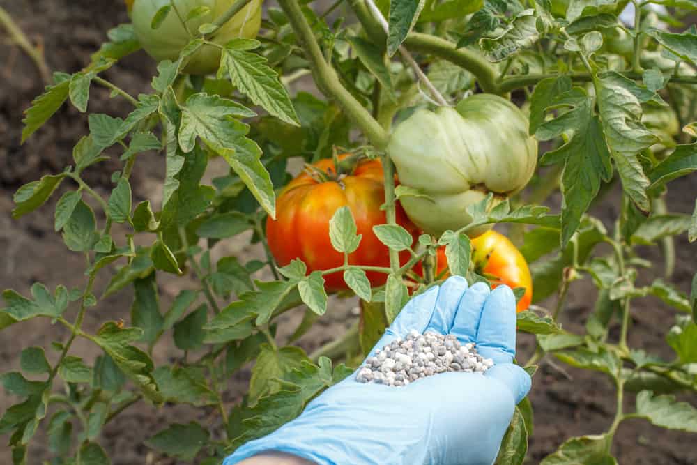4 façons d&rsquo;obtenir plus de fleurs de tomates pour produire des fruits