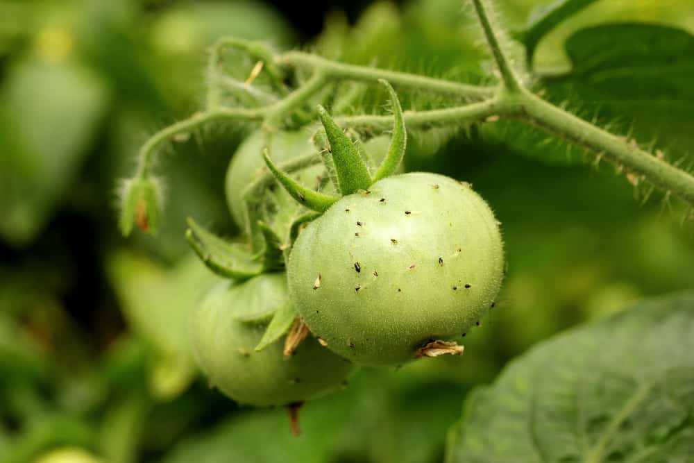 10 parasites de la tomate qui détruiront vos plants de tomates