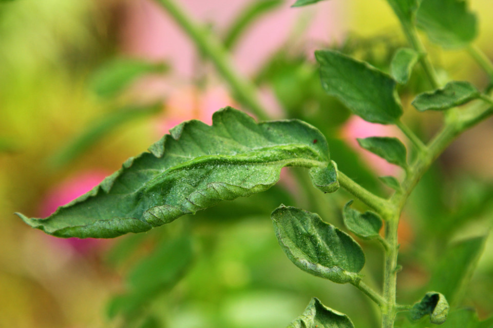 Pourquoi mes feuilles de tomate se recourbent-elles ? 7 causes et