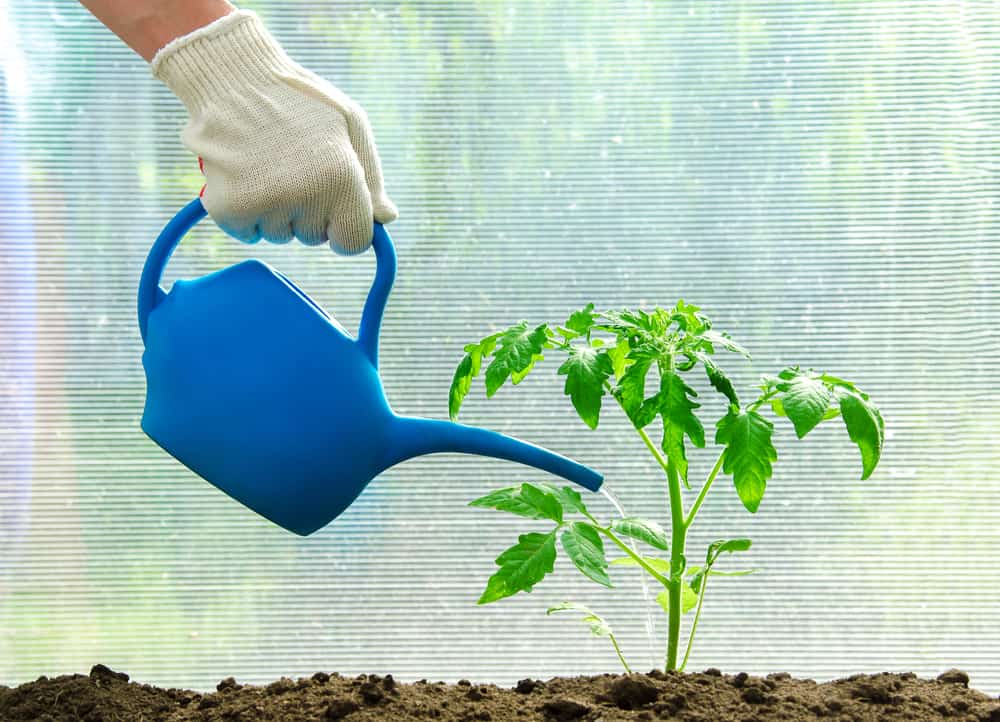 Comment fertiliser les plants de tomates pour votre meilleure récolte de tous les temps