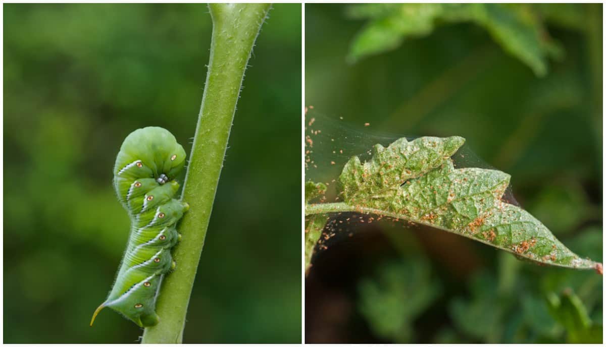 10 Tomato Pests That Will Destroy Your Tomato Plants