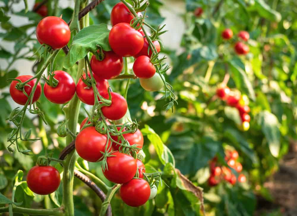 3 choses que l&rsquo;aspirine fait pour les plants de tomates (et 3 choses qu&rsquo;elle ne fera pas)