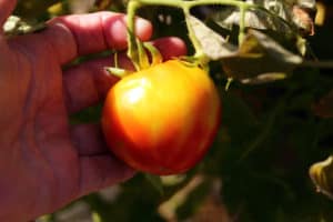 4 Reasons Your Tomatoes Aren't Ripening & What To Do About It - Tomato