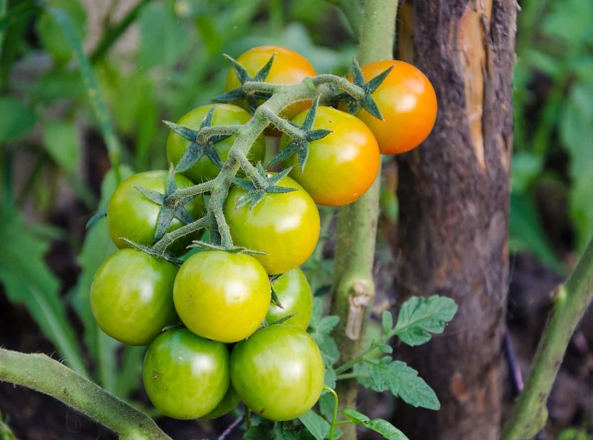 4 Reasons Your Tomatoes Arent Ripening & What To Do About It