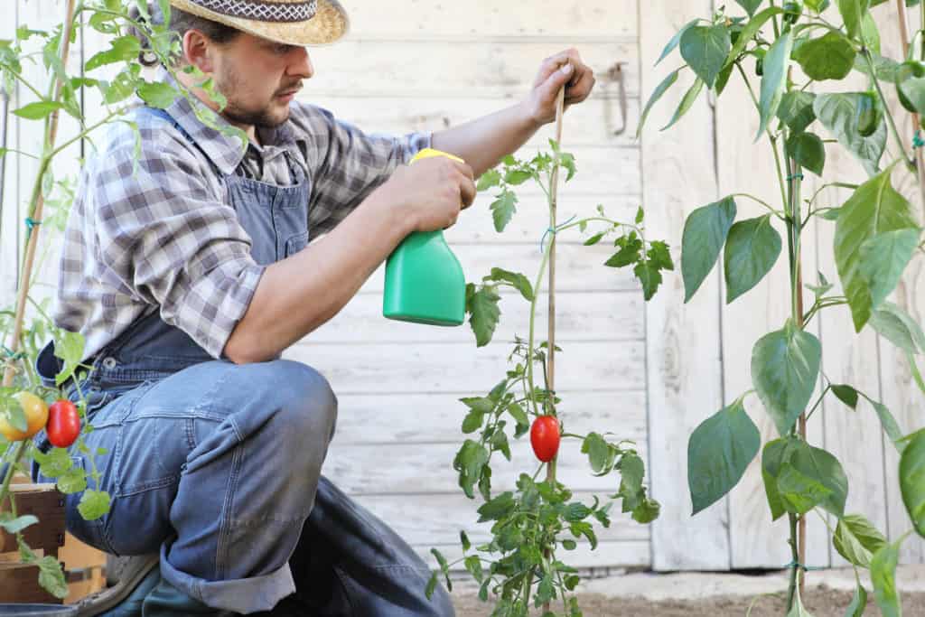 Comment se débarrasser des pucerons sur les plants de tomates