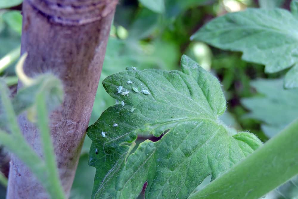 How To Get Rid of Aphids on Tomato Plants