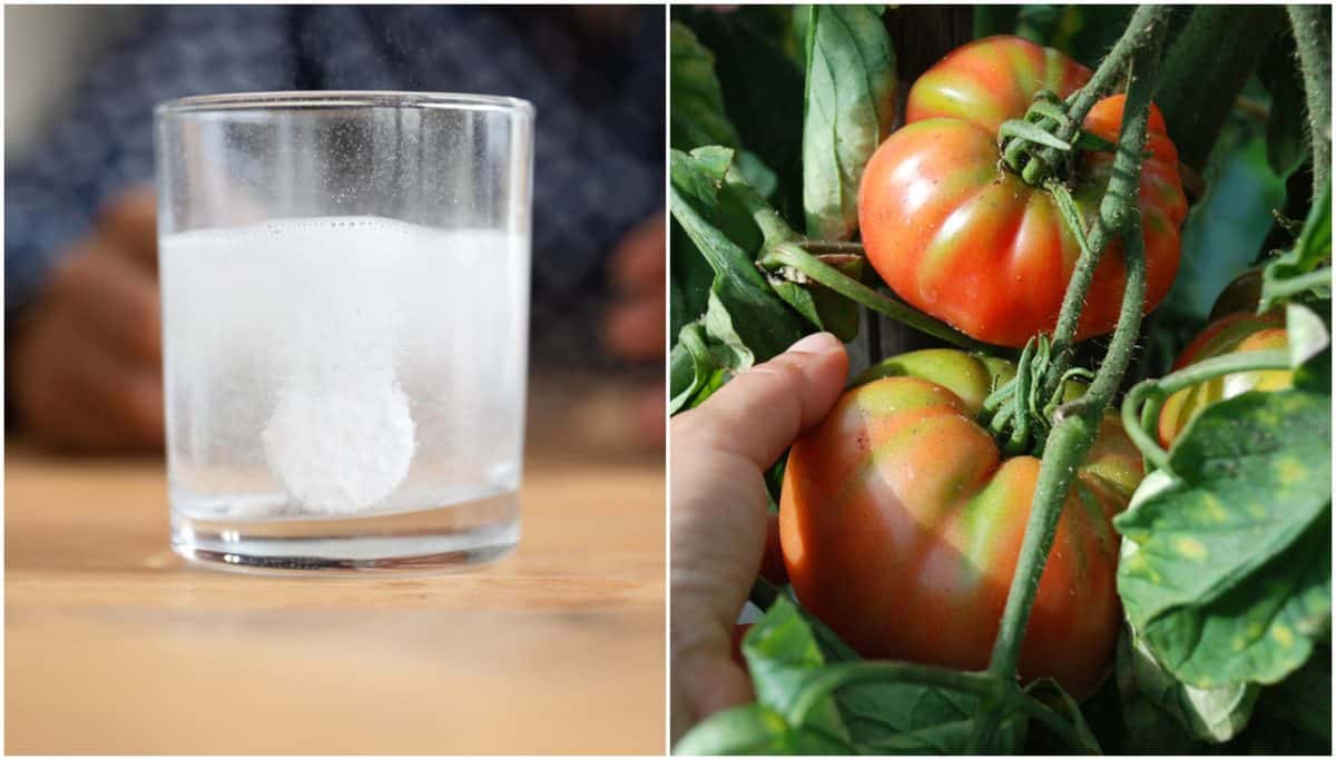 3 Things Aspirin Does For Tomato Plants (& 3 Things It Won't Do