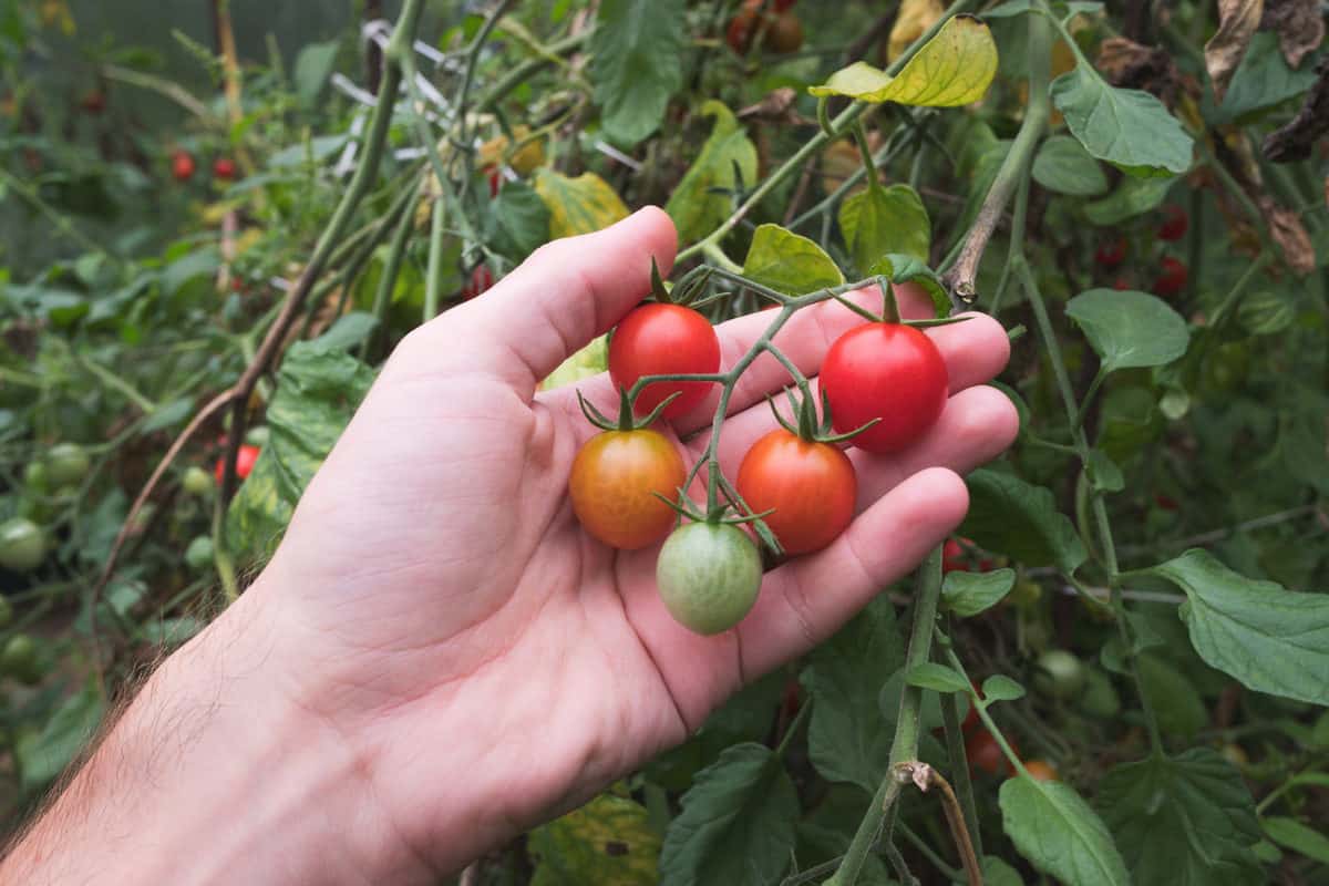 How & When To Pick Tomatoes (Probably Not When You Think)
