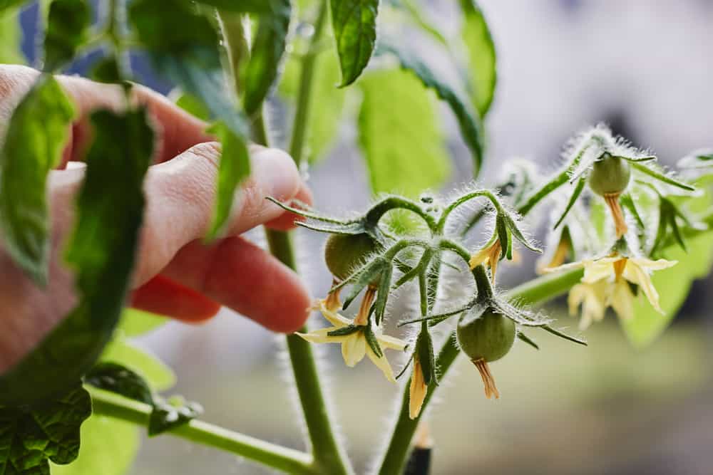 7 secrets pour obtenir plus de tomates de chaque plante