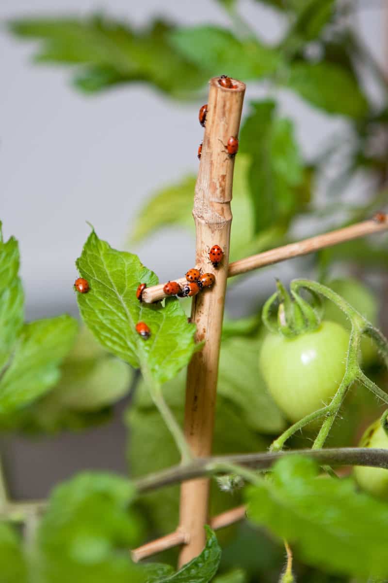 8 Bugs You Want To See On Your Tomato Plants Tomato Bible
