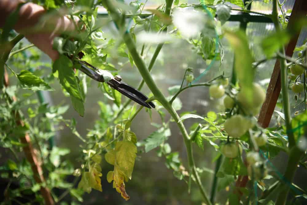 Taches noires sur les feuilles de tomates &#8211; Traitement de la tache septorienne