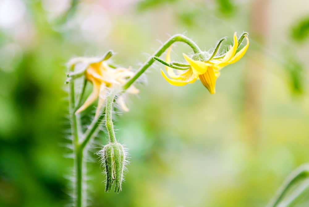 Le plant de tomate ne fleurit pas ?  5 causes et comment y remédier