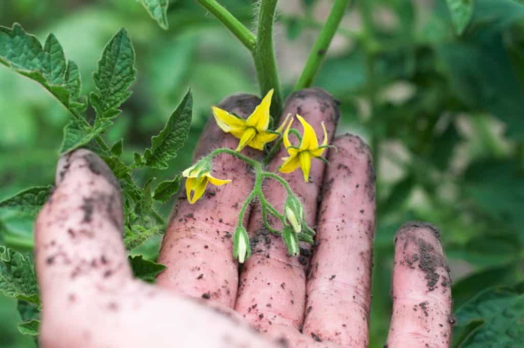 Comment polliniser les tomates à la main (et pourquoi vous devriez)