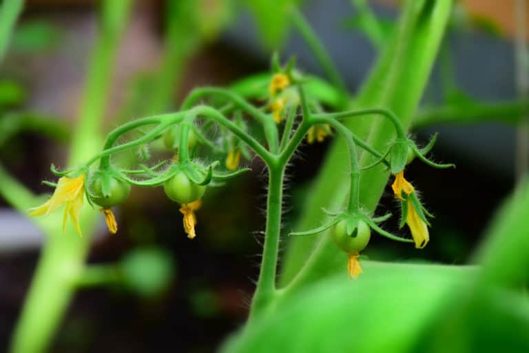 4 Ways To Get More Of Your Tomato Flowers To Set Fruit Tomato Bible