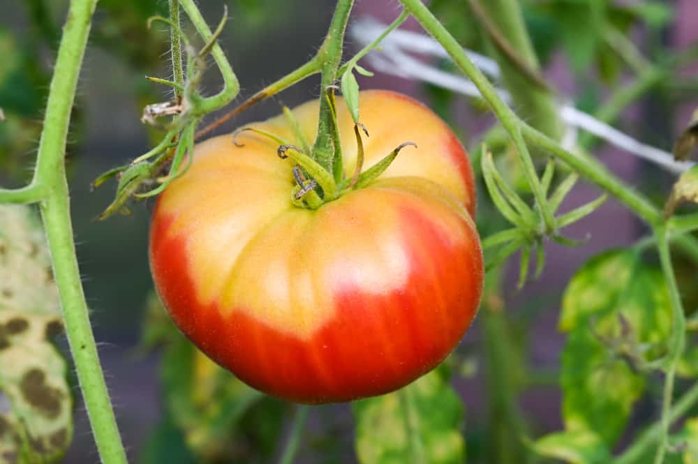Comment et quand cueillir des tomates (probablement pas quand vous pensez)