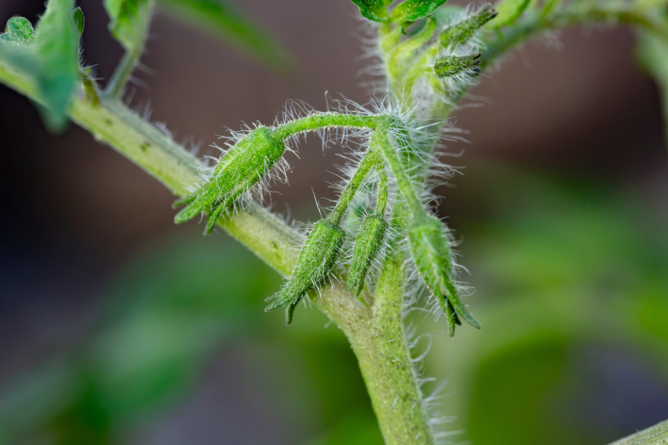 Tomato Plant Not Flowering? 5 Causes & How To Fix It Tomato Bible