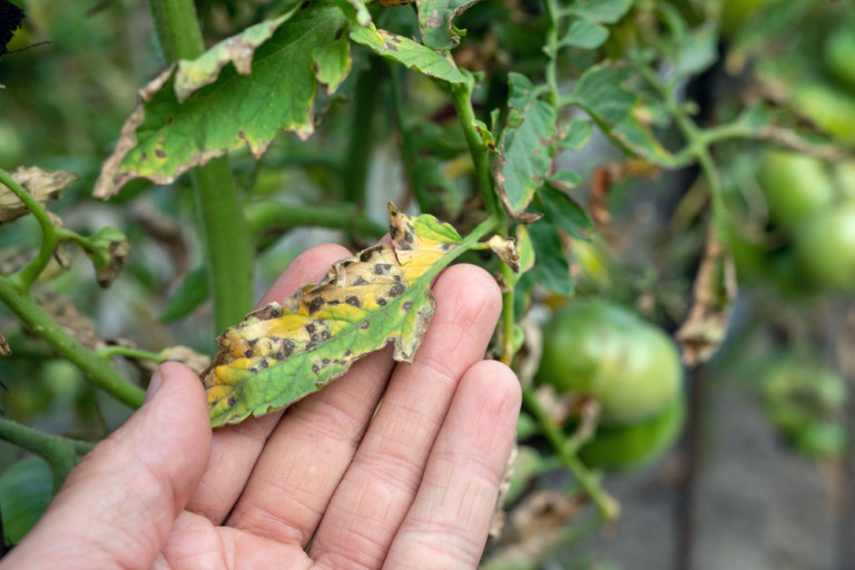 Black Spots On Tomato Leaves - Dealing With Septoria Leaf Spot - Tomato Bible