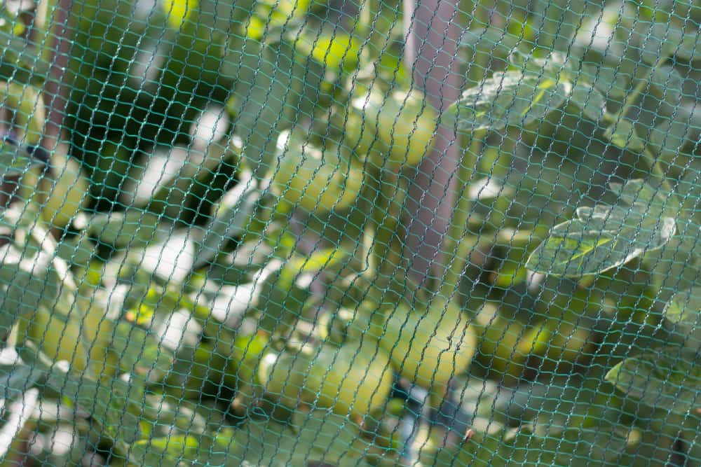 10 Ways to Stop Birds Eating Your Tomatoes That Goes Beyond Netting -  Tomato Bible