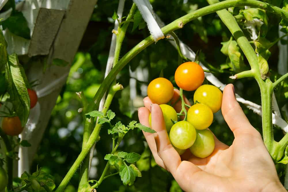 10 façons d&#8217;empêcher les oiseaux de manger vos tomates qui vont au-delà du filet