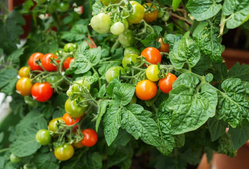 3 façons dont le bicarbonate de soude aide les plants de tomates (et 3 façons dont il ne le fait pas)